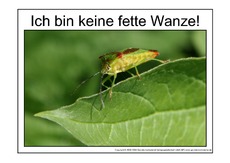 Fette-Wanze-2.pdf